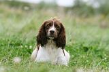 SPRINGER SPANIEL 072